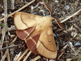 Attēlu rezultāti vaicājumam “Lasiocampa trifolii male”