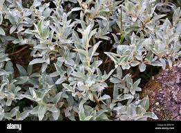 Attēlu rezultāti vaicājumam “Salix lapponum”