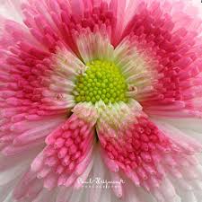 Attēlu rezultāti vaicājumam “Bellis perennis”