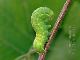 Attēlu rezultāti vaicājumam “Lacanobia contigua imago”