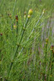 Attēlu rezultāti vaicājumam “Equisetum fluviatile”