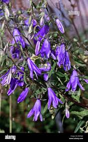Attēlu rezultāti vaicājumam “Campanula rapunculoides flower”