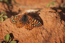 Attēlu rezultāti vaicājumam “Riodinidae”