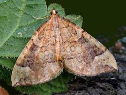 Attēlu rezultāti vaicājumam “Eulithis populata”