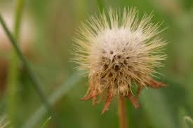 Image result for Gaillardia pulchella