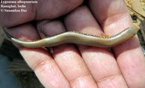 Attēlu rezultāti vaicājumam “Lycogala asperum young”