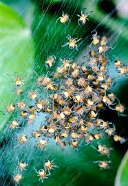 Attēlu rezultāti vaicājumam “Araneus diadematus juvenile”