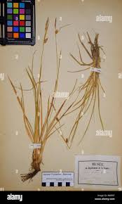 Attēlu rezultāti vaicājumam “Carex hostiana”