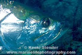 Image result for Megalops atlanticus