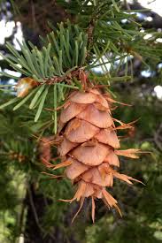 Attēlu rezultāti vaicājumam “Pseudotsuga menziesii var. glauca”