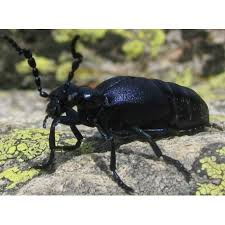 Attēlu rezultāti vaicājumam “Meloe sp.”