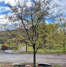 Attēlu rezultāti vaicājumam “Acer tataricum”