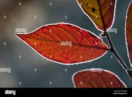 Attēlu rezultāti vaicājumam “Lonicera xylosteum leaf”