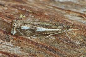 Attēlu rezultāti vaicājumam “Crambus heringiellus”