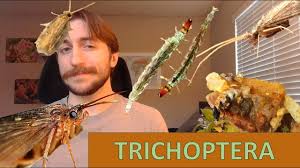 Attēlu rezultāti vaicājumam “Trichoptera”