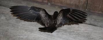 Image result for Oceanodroma monorhis