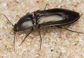 Attēlu rezultāti vaicājumam “Selatosomus aeneus”