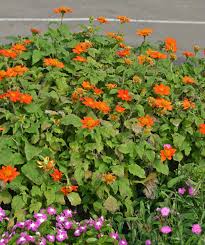 Image result for Tithonia rotundifolia