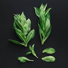 Attēlu rezultāti vaicājumam “Silene vulgaris leaf”