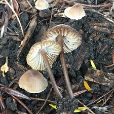 Attēlu rezultāti vaicājumam “Mycena abramsii”