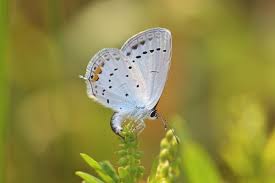 Attēlu rezultāti vaicājumam “Everes argiades male”