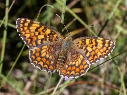 Attēlu rezultāti vaicājumam “Melitaea phoebe underside”