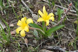 Attēlu rezultāti vaicājumam “Colchicum luteum flower”