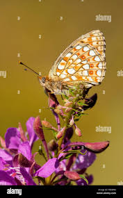 Attēlu rezultāti vaicājumam “Argynnis niobe underside”