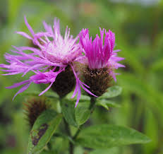 Image result for Centaurea pseudophrygia