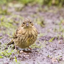 Attēlu rezultāti vaicājumam “Emberiza citrinella juvenile”