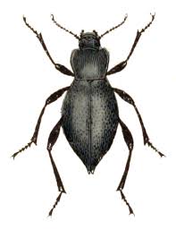 Attēlu rezultāti vaicājumam “Blaps mortisaga”