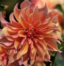 Image result for Dahlia x pinnata `Decorative Giants`