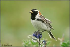 Image result for Calcarius lapponicus