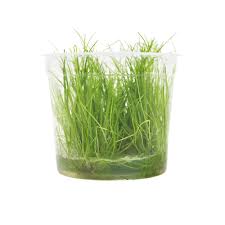 Attēlu rezultāti vaicājumam “Eleocharis acicularis”