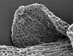 Attēlu rezultāti vaicājumam “Nardia geoscyphus”