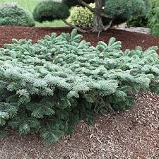 Attēlu rezultāti vaicājumam “Abies mariesii”