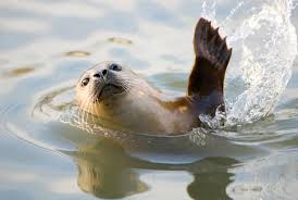 Image result for Phoca vitulina
