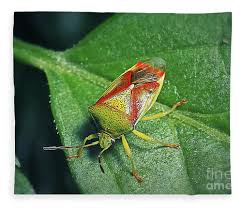 Attēlu rezultāti vaicājumam “Elasmostethus interstinctus”