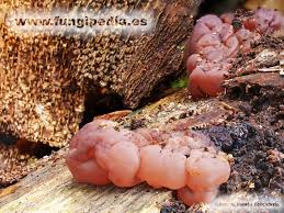 Attēlu rezultāti vaicājumam “Ascotremella faginea”