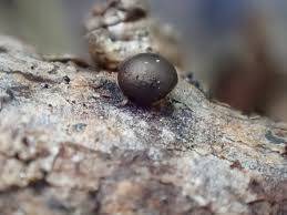 Attēlu rezultāti vaicājumam “Diderma ochraceum sessile”