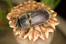 Attēlu rezultāti vaicājumam “Dorcus parallelopipedus”