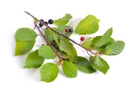 Attēlu rezultāti vaicājumam “Frangula alnus fruit”