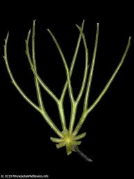 Attēlu rezultāti vaicājumam “Ceratophyllum demersum leaf”