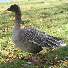 Attēlu rezultāti vaicājumam “Anser brachyrhynchus adult”