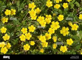 Attēlu rezultāti vaicājumam “Potentilla arenaria”