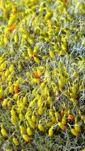 Attēlu rezultāti vaicājumam “Grimmia pulvinata sporophyte”