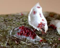 Attēlu rezultāti vaicājumam “Chionaspis salicis”