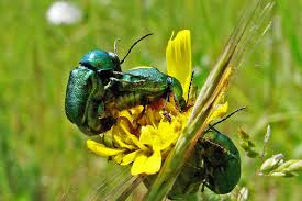 Attēlu rezultāti vaicājumam “Cryptocephalus aureolus, Cryptocephalus sericeus”