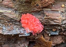 Attēlu rezultāti vaicājumam “Tubifera ferruginosa subsp. acutissima macro”