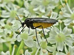 Attēlu rezultāti vaicājumam “Sciaridae”